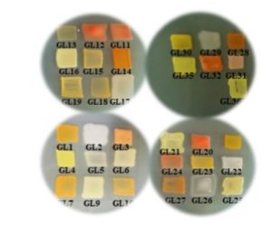 Bacteria Samples during Experiments, Rearch at Shoolini University