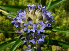 Botany Prof Research Plants