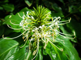 Asthma Cure - Himalayan Herbs