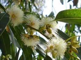 Skin Diseases Cure -Himalayan Plants