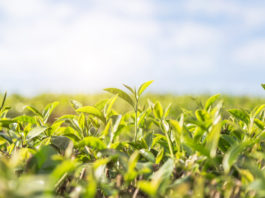 Anti-Ageing Himalayan Herbs Research