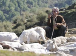 Gaddis - Shoolini Researchers