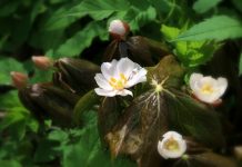 Himalayan Herbs to Fight Cancer
