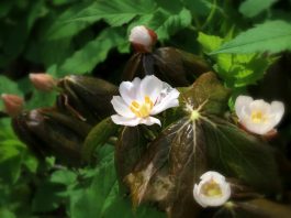Himalayan Herbs to Fight Cancer