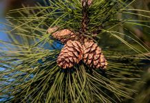 pine cones