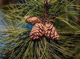 pine cones