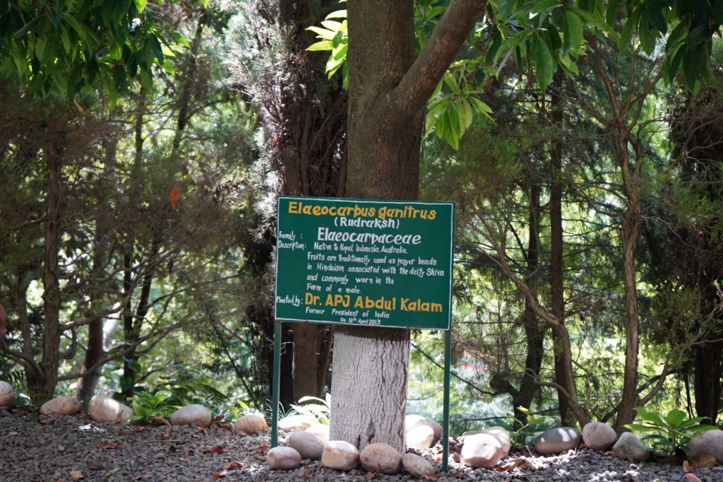 Wisdom Tree at Shoolini University